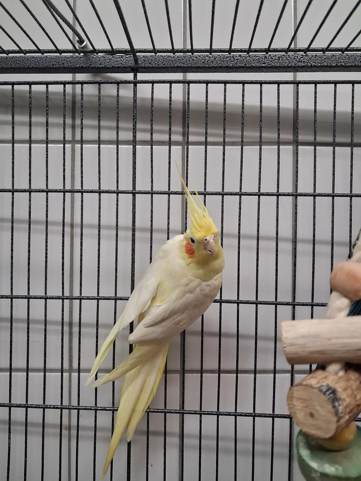 43/26 Nymphensittich, Mixed Breed for adoption at Tierheim Nettetal, Nettetal