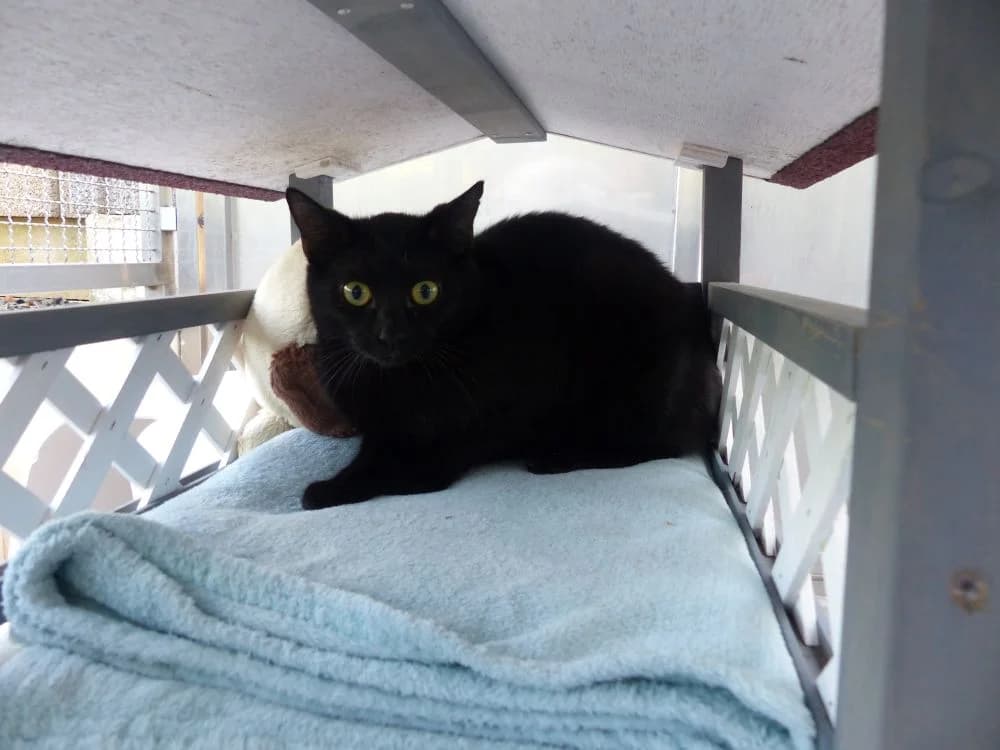 54/26 Katzenmama & Bruder, male puppy European Shorthair for adoption at Tierheim Nettetal, Nettetal