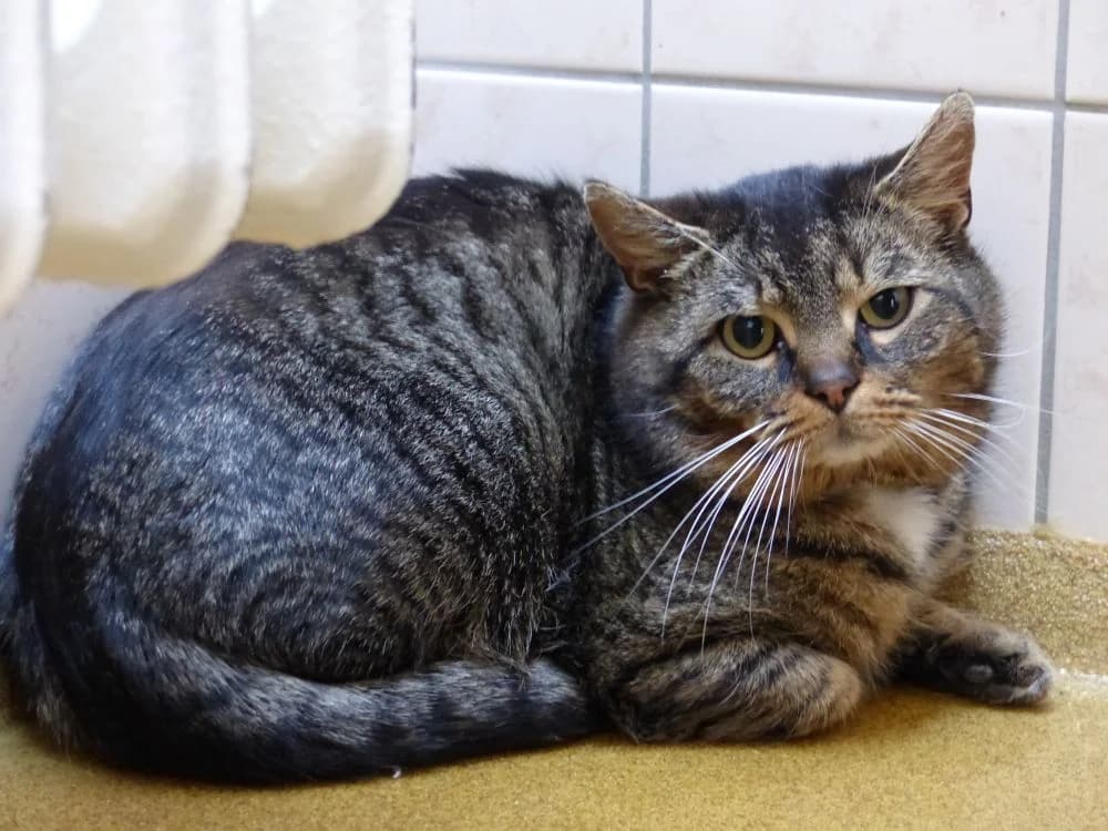 182/25, 185/25, 186/25 Tom und Jerry, young European Shorthair for adoption at Tierheim Nettetal, Nettetal