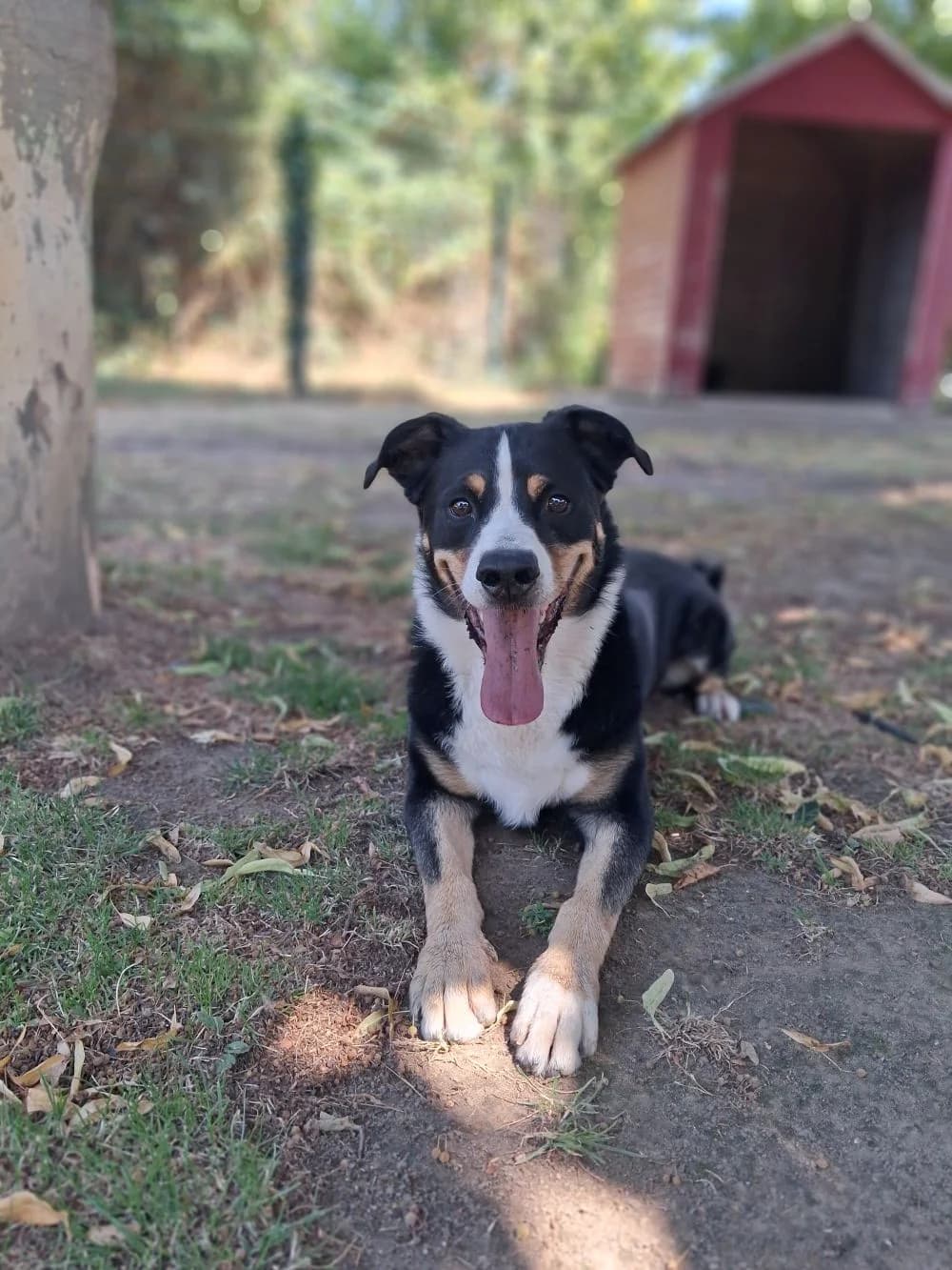 75/20 Balu, male 6yo mixed breed for adoption at Tierheim Nettetal, Nettetal