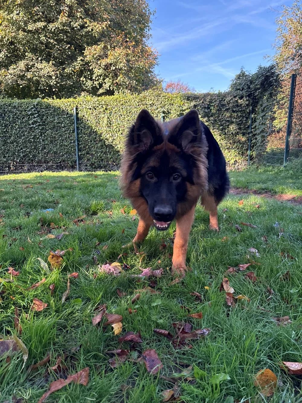 79/26 Arko, male puppy German Shepherd for adoption at Tierheim Nettetal, Nettetal