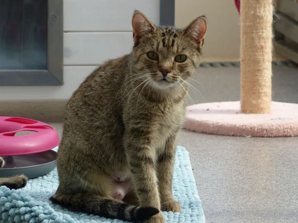 99/25 Möhrchen, young European Shorthair for adoption at Tierheim Nettetal, Nettetal