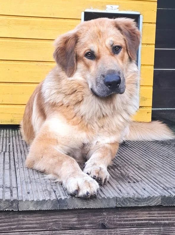 Knut, male Mixed Breed for adoption at Tierheim Neu-Amerika, Annaberg-Buchholz