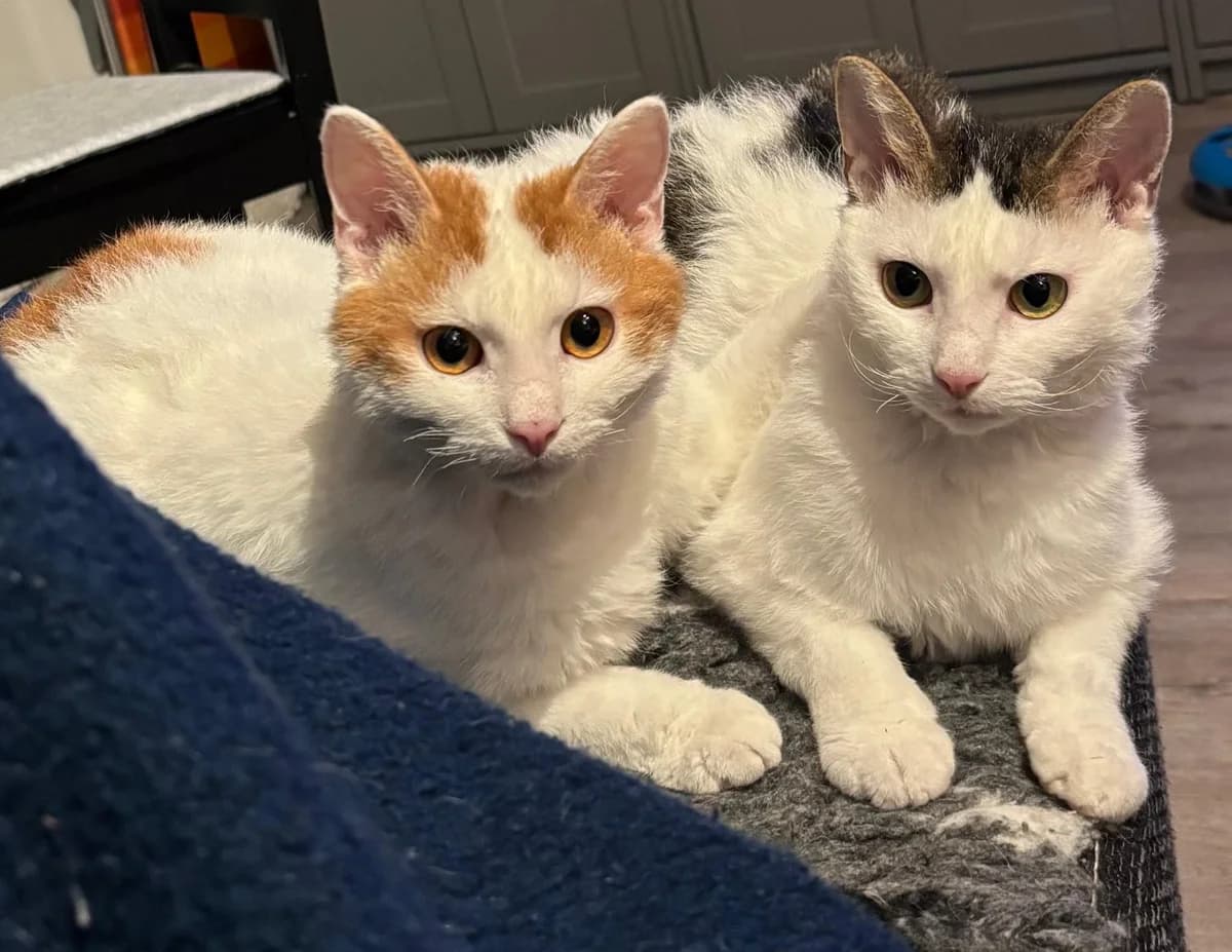 Bernhard & Bianca, male Mixed Breed Cat for adoption at Tierheim Neu-Amerika, Annaberg-Buchholz