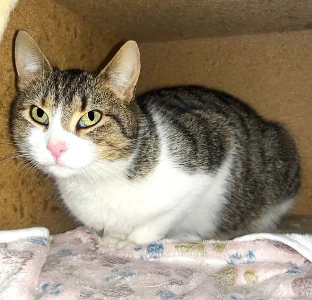Deenah, female young Mixed Breed Cat for adoption at Tierheim Neu-Amerika, Annaberg-Buchholz