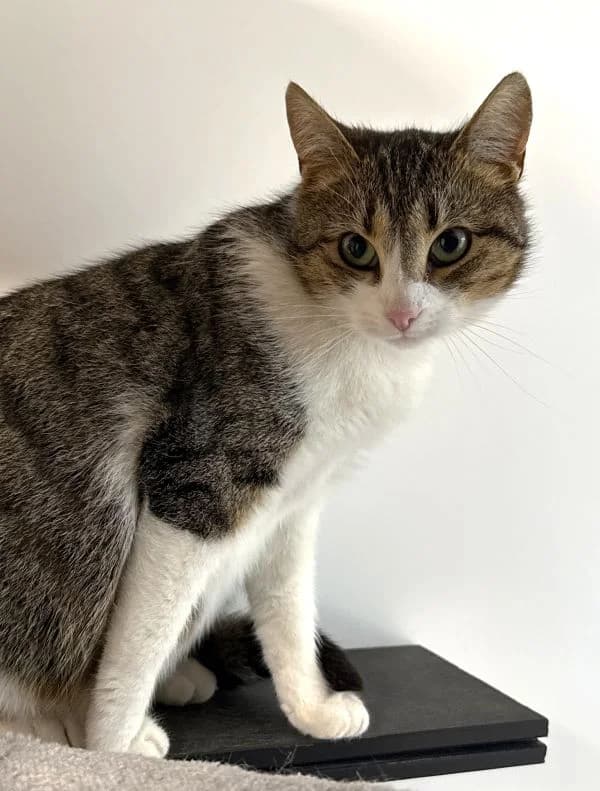 Deenah, female young Mixed Breed Cat for adoption at Tierheim Neu-Amerika, Annaberg-Buchholz