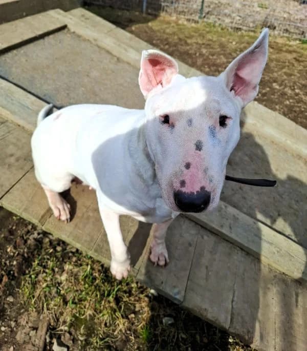Mimi, female Bull Terrier for adoption at Tierheim Neu-Amerika, Annaberg-Buchholz