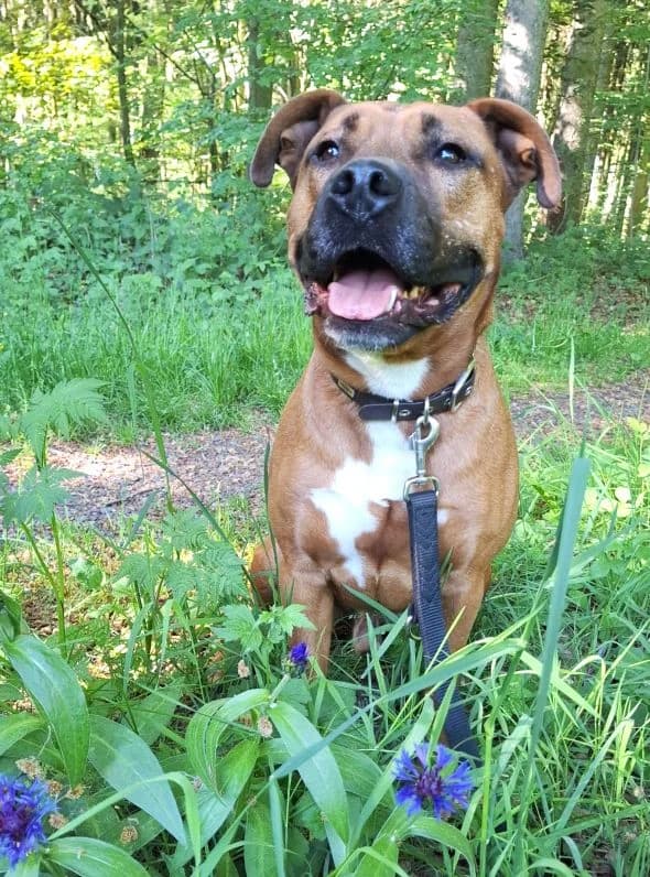 Drax, male mixed breed for adoption at Tierheim Neu-Amerika, Annaberg-Buchholz