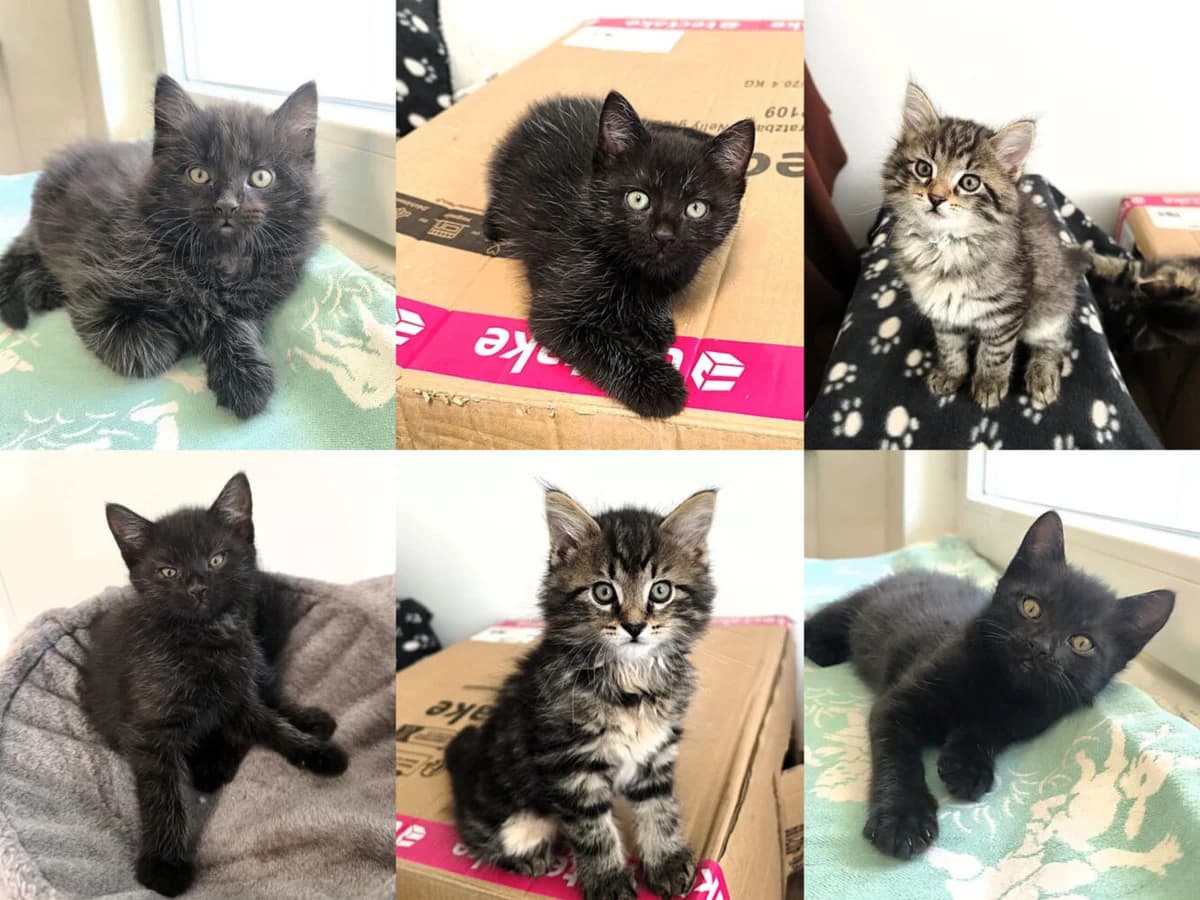 Halloumi, Haribo, Haruka & Hippo, male puppy Mixed Breed Cat for adoption at Tierheim Neu-Amerika, Annaberg-Buchholz