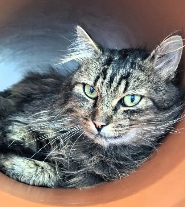 Qesharo, male Mixed Breed Cat for adoption at Tierheim Neu-Amerika, Annaberg-Buchholz