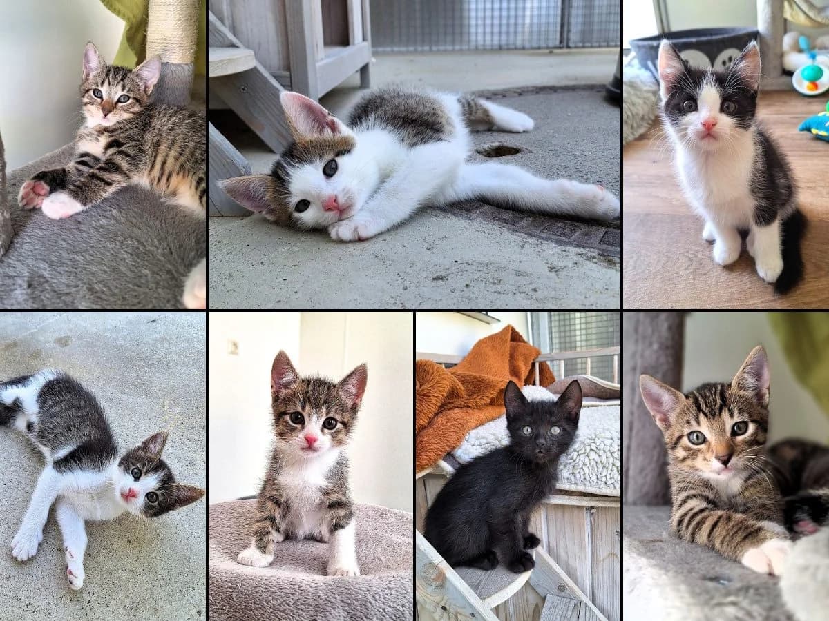 Elba, Elian, Elliot, Denny, Dimitri, Dion, Dori, male puppy Mixed Breed Cat for adoption at Tierheim Neu-Amerika, Annaberg-Buchholz