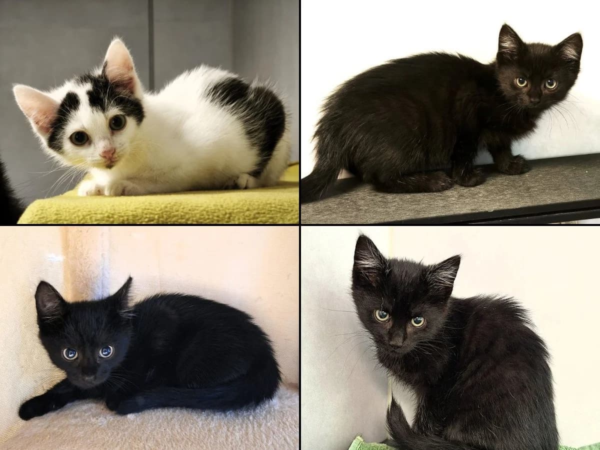Mic, Mars, Mailin, male puppy Mixed Breed Cat for adoption at Tierheim Neu-Amerika, Annaberg-Buchholz