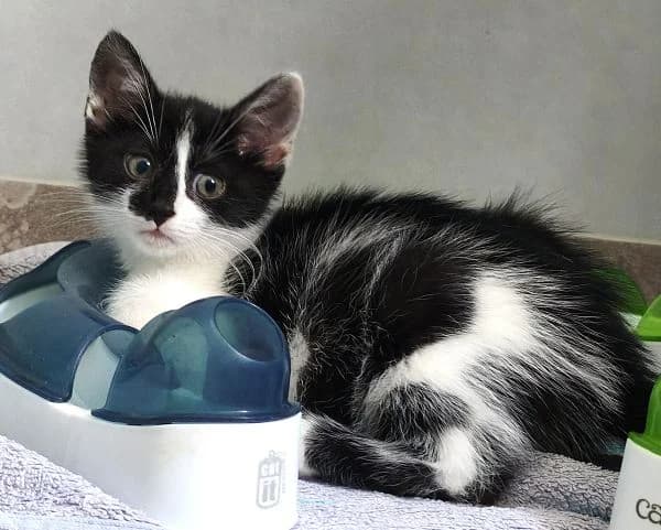 Isajah, Ilay, Ilaya, Isabella, Ilias, male puppy Mixed Breed Cat for adoption at Tierheim Neu-Amerika, Annaberg-Buchholz