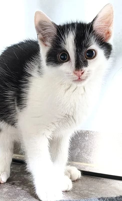 Janis, Jarik, Jette, male Mixed Breed Cat for adoption at Tierheim Neu-Amerika, Annaberg-Buchholz