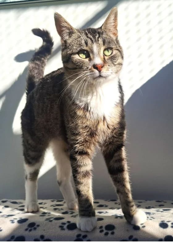 Yariel, male young Mixed Breed Cat for adoption at Tierheim Neu-Amerika, Annaberg-Buchholz