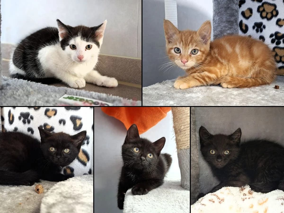 Ramea, Rascal, Raven, Rohan, Rubina, male puppy Mixed Breed Cat for adoption at Tierheim Neu-Amerika, Annaberg-Buchholz