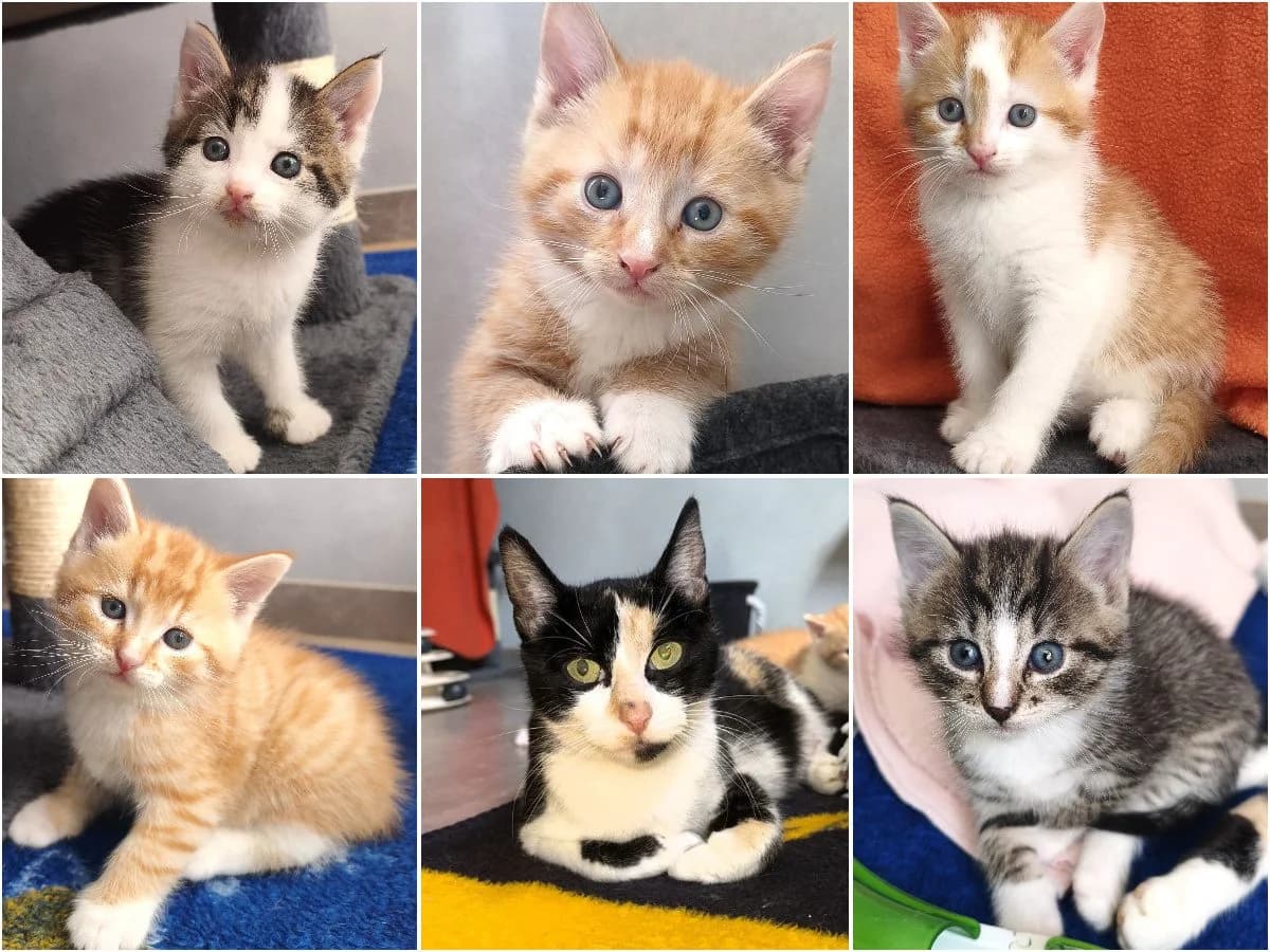 Waranya, Willow, Wasim, Wesley,Wiomy, Winnie Poo, male puppy Mixed Breed Cat for adoption at Tierheim Neu-Amerika, Annaberg-Buchholz
