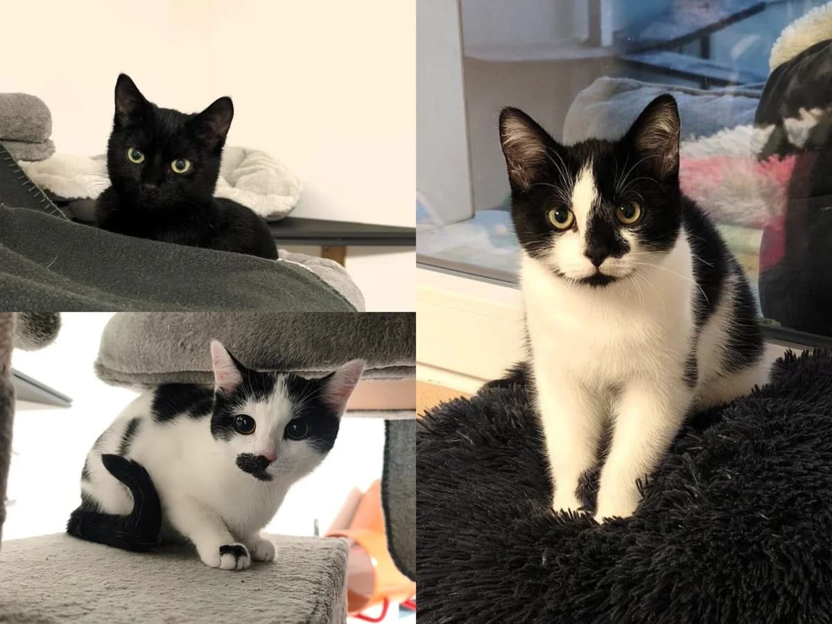 Arian, Adina, Anni, male puppy Mixed Breed Cat for adoption at Tierheim Neu-Amerika, Annaberg-Buchholz