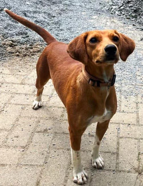 Tofi, female 3yo Mixed Breed for adoption at Tierheim Neu-Amerika, Annaberg-Buchholz