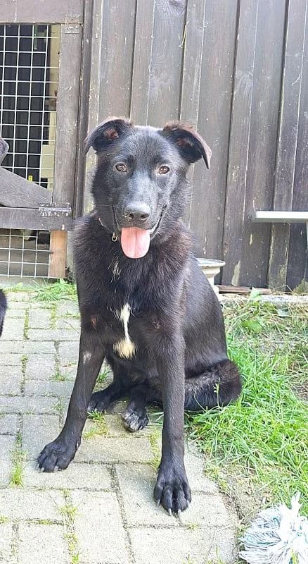 Luna, female puppy German Shepherd for adoption at Tierheim Neu-Amerika, Annaberg-Buchholz