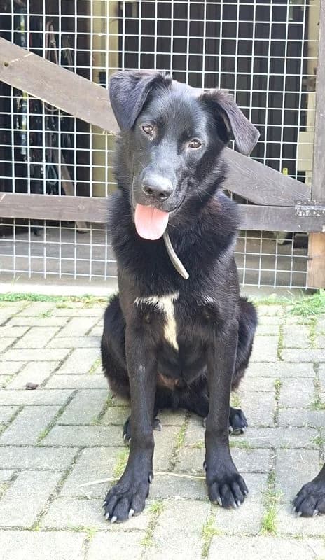Nox, male puppy German Shepherd for adoption at Tierheim Neu-Amerika, Annaberg-Buchholz