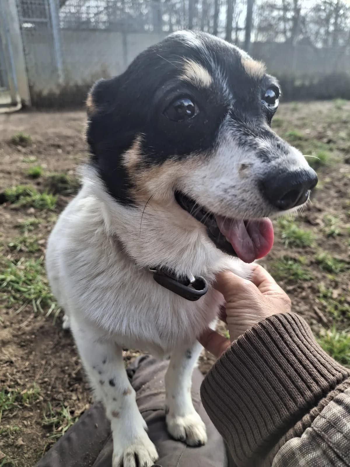 Kleiner Mann, tricolor female senior Mixed Breed for adoption at Tierheim Neumarkt in der Oberpfalz, Neumarkt