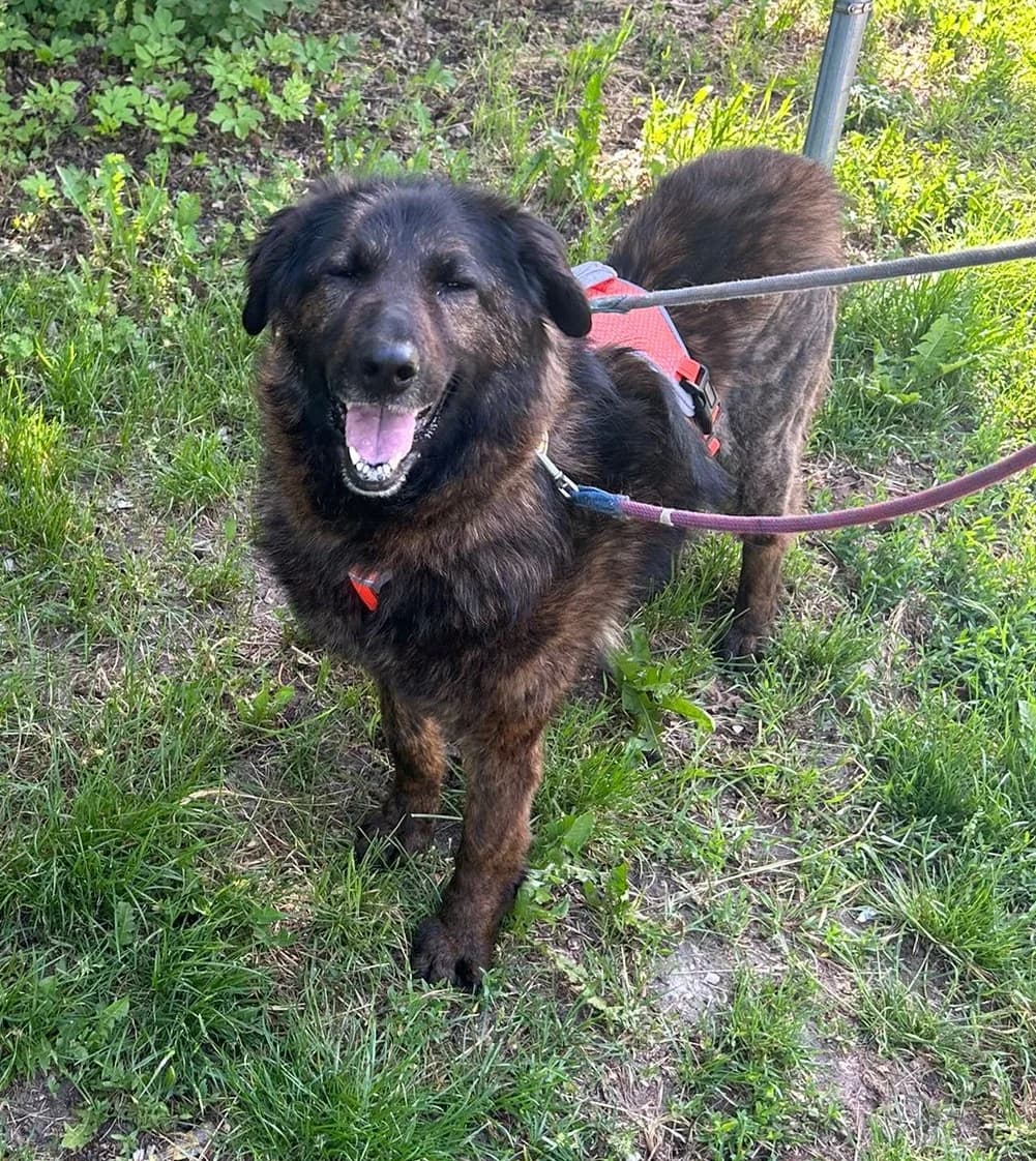 Dahlia - VERMITTLUNGSHILFE, braun-schwarz female senior Mixed Breed for adoption at Tierheim Neumarkt in der Oberpfalz, Neumarkt