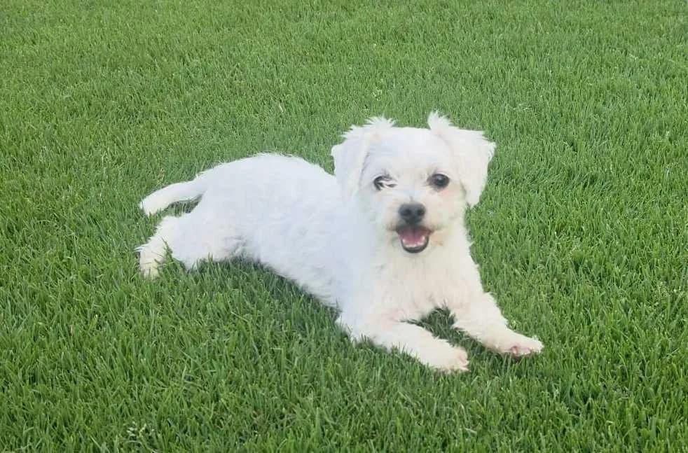 VERMITTLUNGSHILFE - Melody, weiß female 6yo Maltese for adoption at Tierheim Neumarkt in der Oberpfalz, Neumarkt