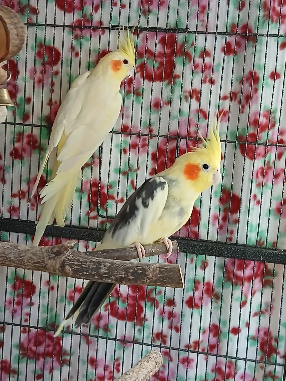 Nymphensittiche Bubi und Tonic, bunt female 6yo mixed breed for adoption at Tierheim Neumarkt in der Oberpfalz, Neumarkt
