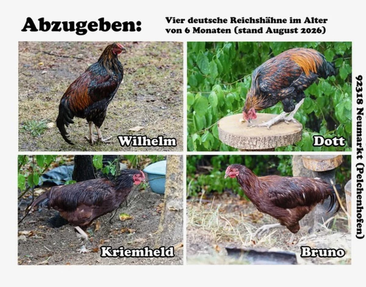 4 Hähne - Vermittlungshilfe, bunt male puppy mixed breed for adoption at Tierheim Neumarkt in der Oberpfalz, Neumarkt