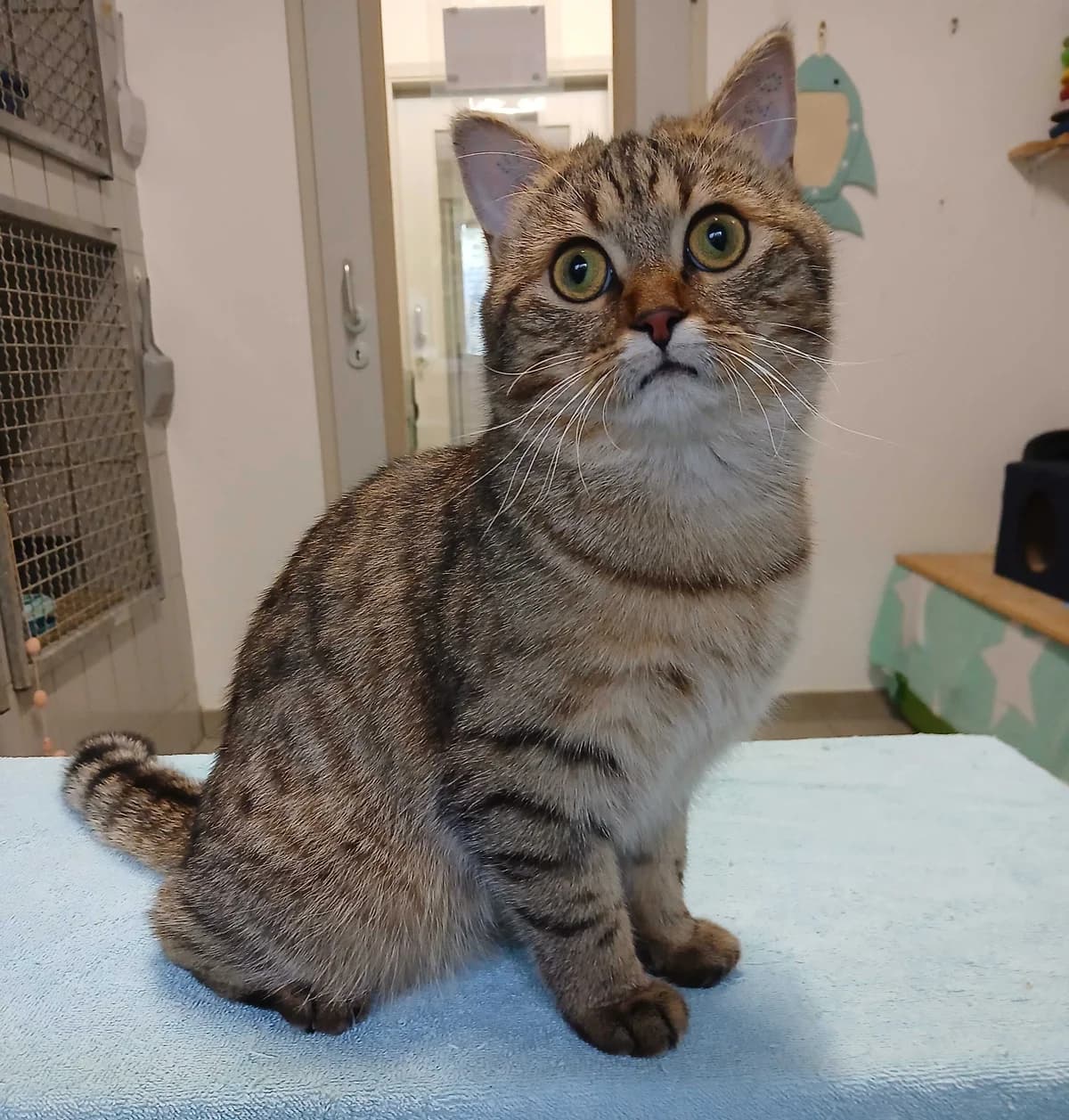 Kiki (reine Wohnungshaltung) - reserviert, getigert female young European Shorthair for adoption at Tierheim Neumarkt in der Oberpfalz, Neumarkt
