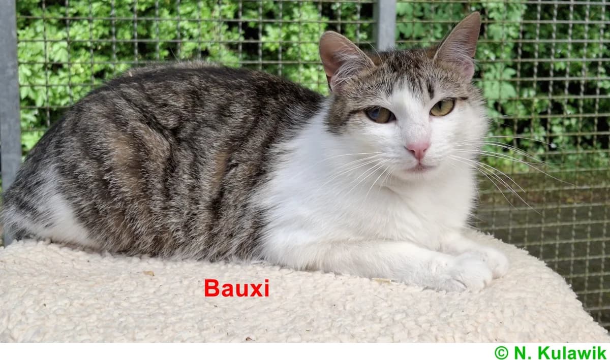 Bauxi und Louis, getigert mit weiß / schwarz mit weiß female young European Shorthair for adoption at Tierheim Neumarkt in der Oberpfalz, Neumarkt