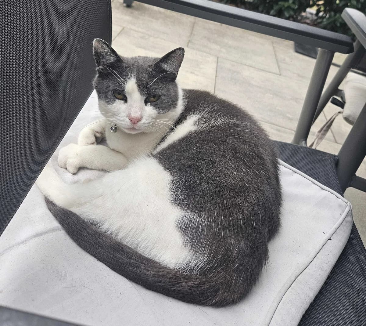 VERMITTLUNGSHILFE - Moggi, freiheitsliebend, aber kein Wilder Feger, grau-weiß female senior European Shorthair for adoption at Tierheim Neumarkt in der Oberpfalz, Neumarkt