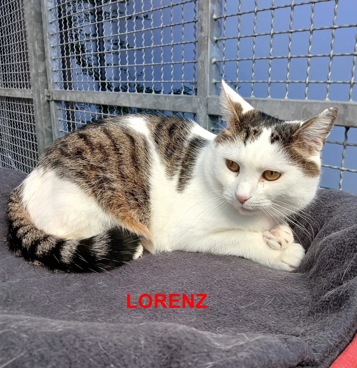 Paula und Lorenz (Wohnungshaltung), getigert-weiß female senior European Shorthair for adoption at Tierheim Neumarkt in der Oberpfalz, Neumarkt