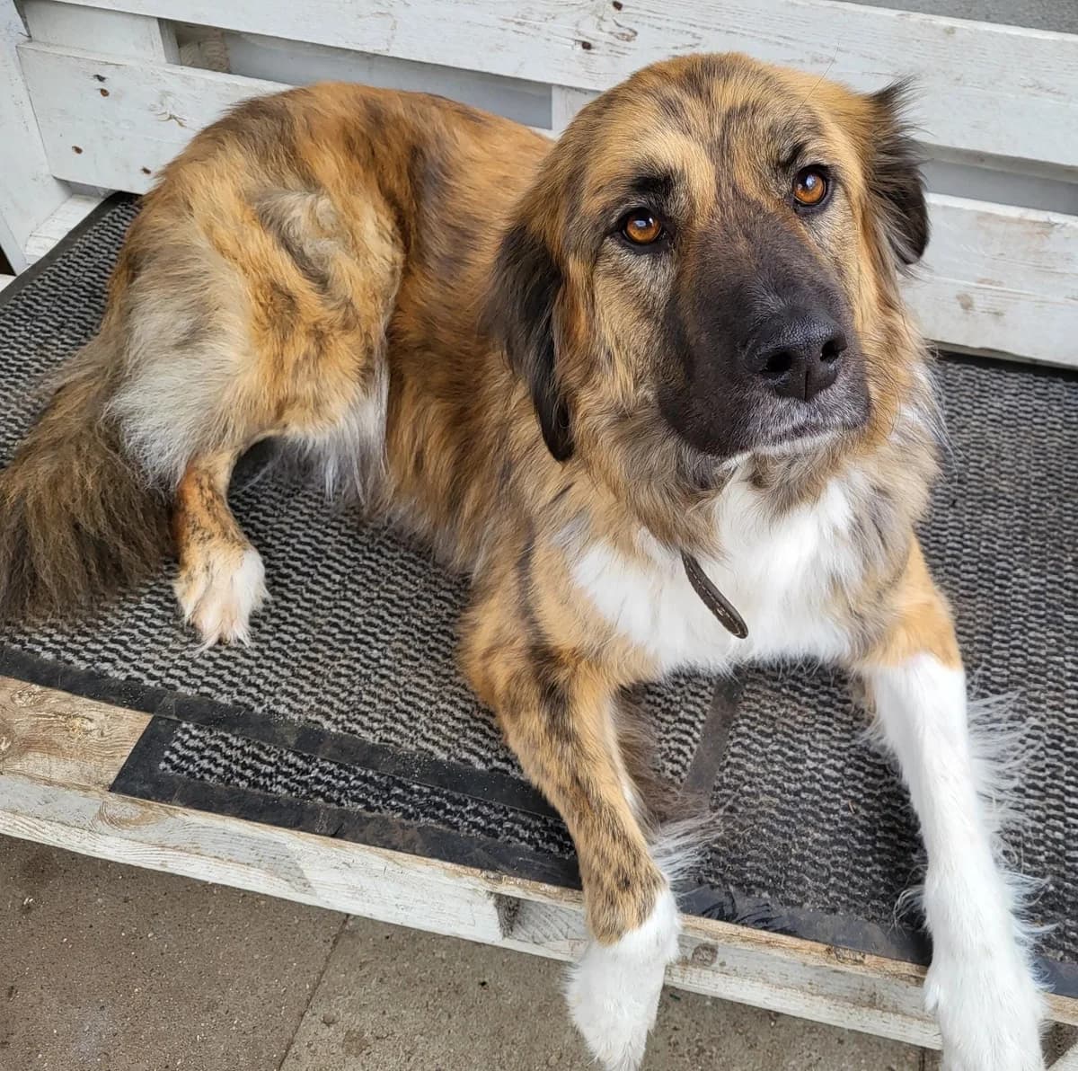 ( Vermittelt) Joyce, male puppy Mixed Breed for adoption at Tierheim Neumünster, Wasbek