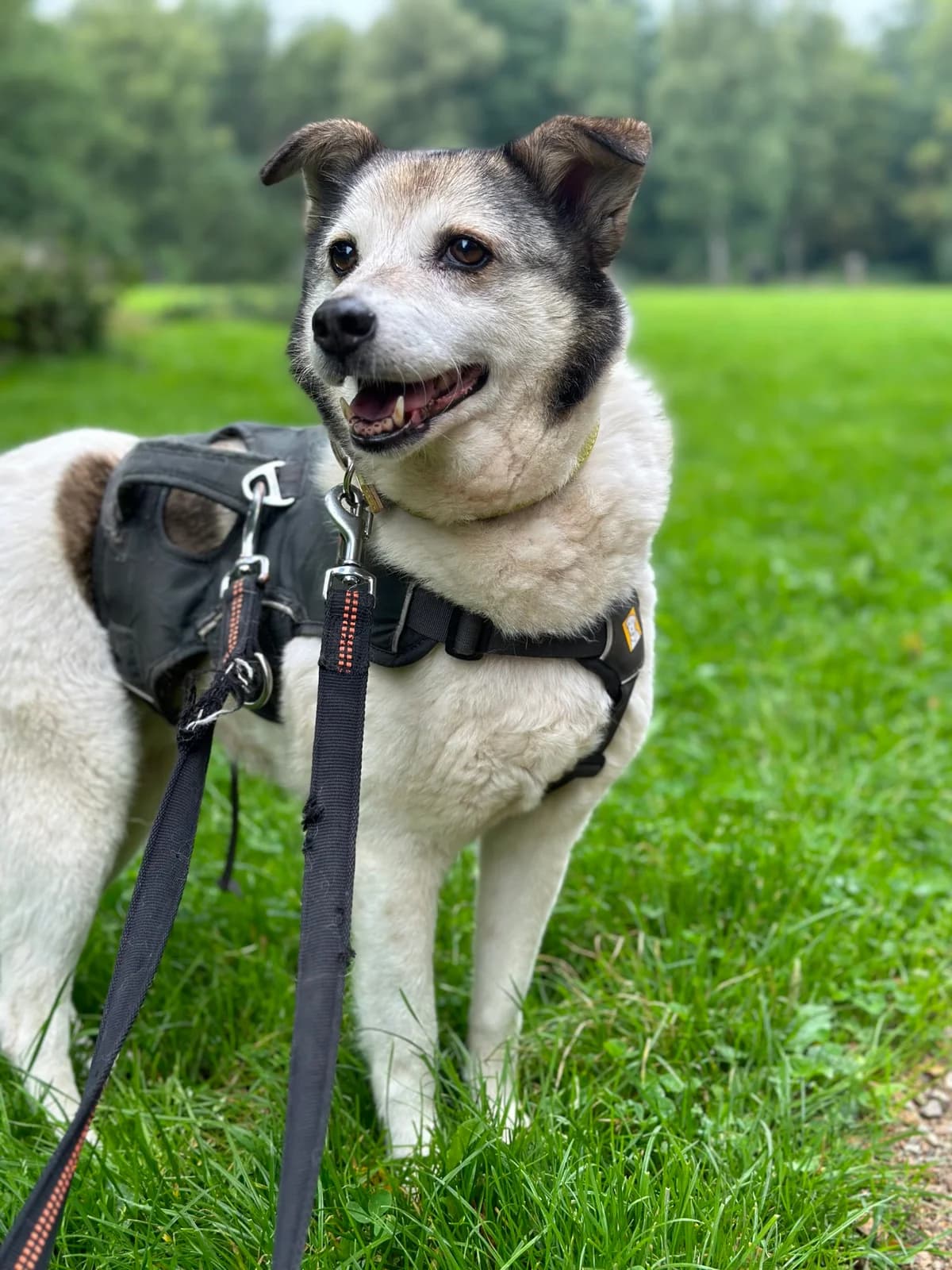Fee (hat feste Interessenten), female Mixed Breed for adoption at Tierheim Neumünster, Wasbek
