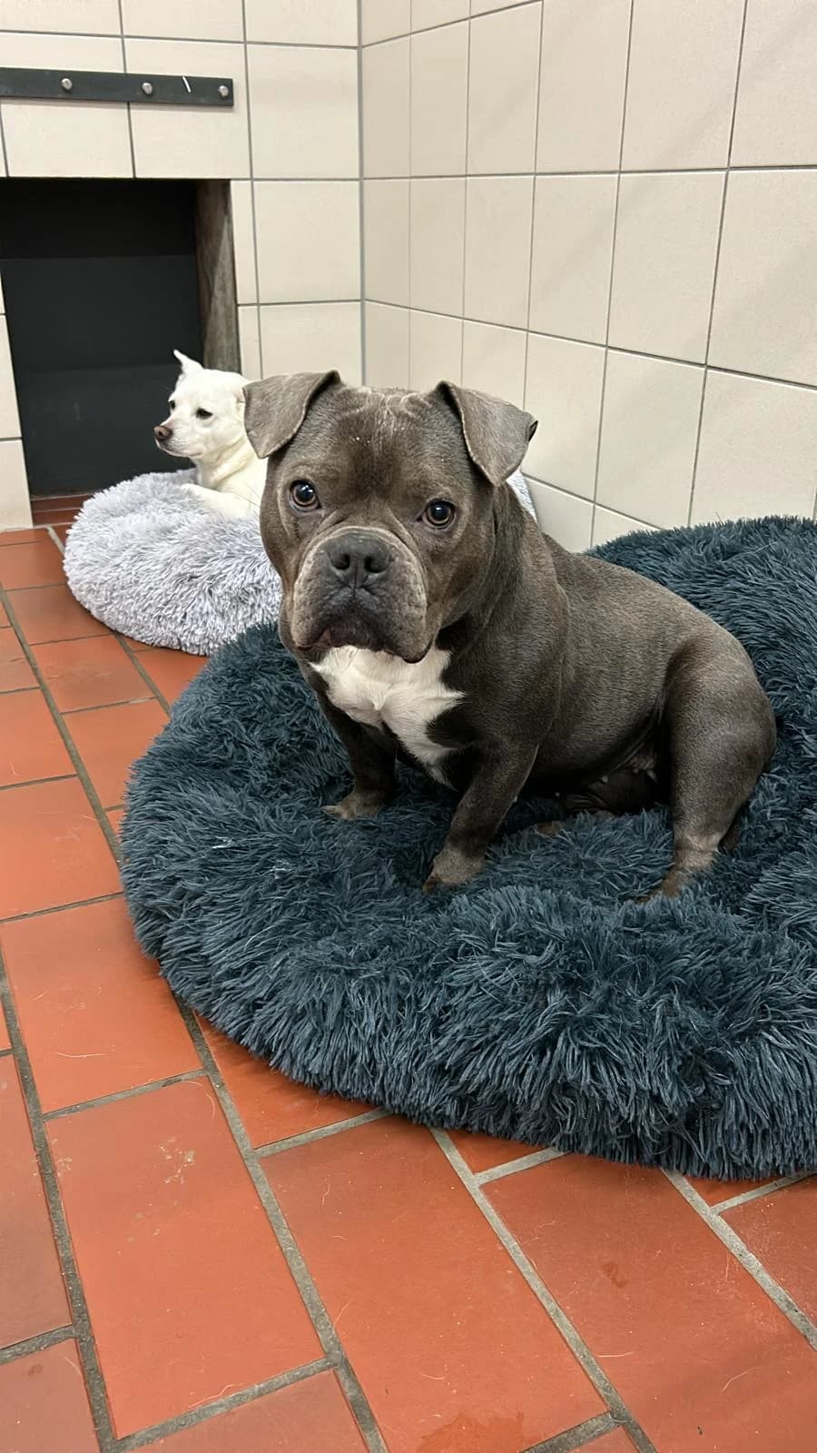 Gipsy (vermittelt), female American Pocket Bully for adoption at Tierheim Neumünster, Wasbek