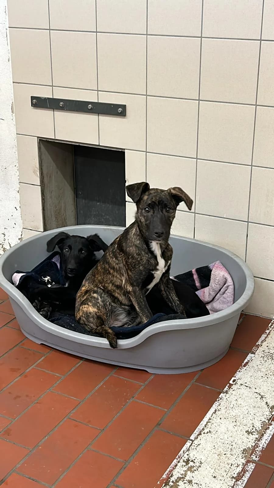 Yuma (vermittelt), female puppy Mixed Breed for adoption at Tierheim Neumünster, Wasbek