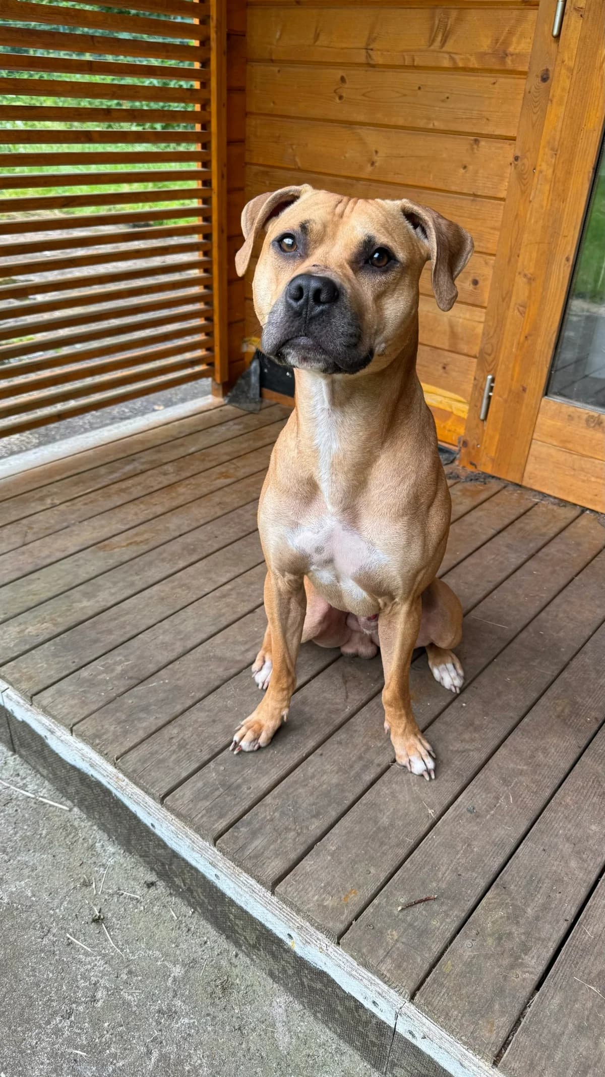 Werner (vermittelt), male 3yo mixed breed for adoption at Tierheim Neumünster, Wasbek