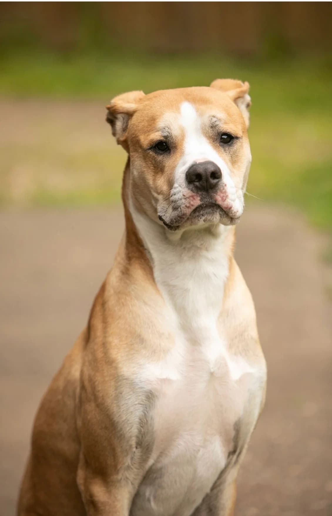 Balu, male English Bulldog for adoption at Tierheim Neumünster, Wasbek