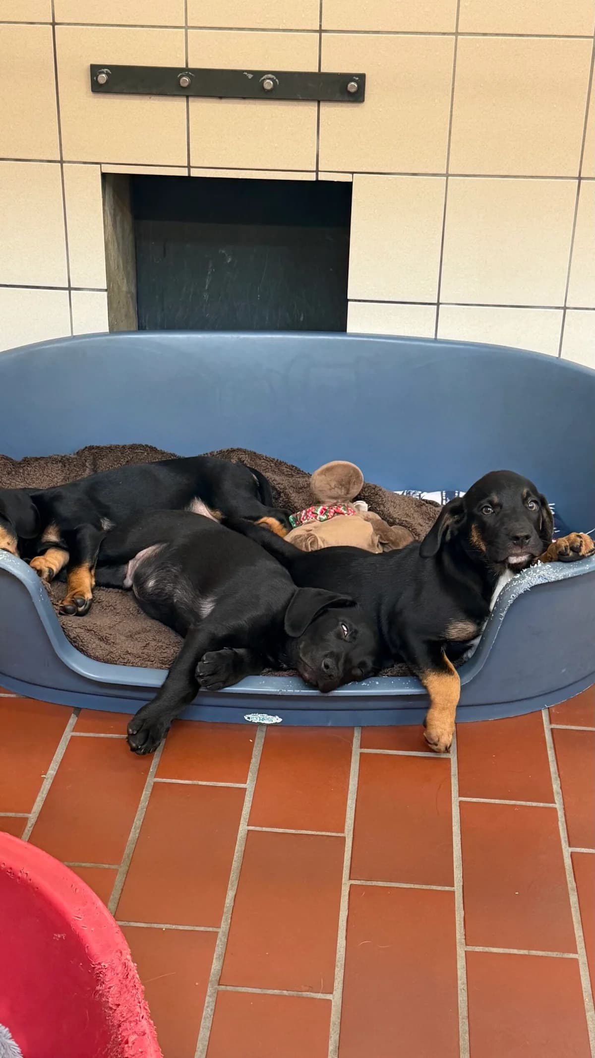 8 Jagdhund-Mischlingswelpen, male senior Mixed Breed for adoption at Tierheim Neumünster, Wasbek