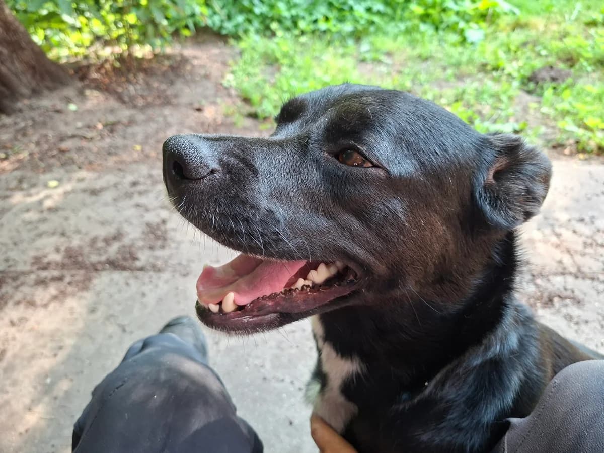 Strelka, female 3yo Mixed Breed for adoption at Tierheim Neumünster, Wasbek