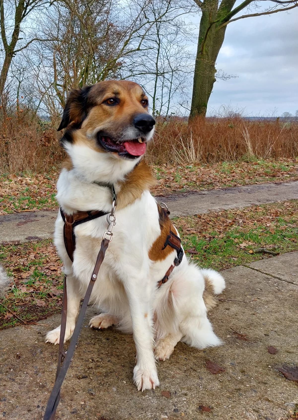 Aiden, male senior Mixed Breed for adoption at Tierheim Neumünster, Wasbek