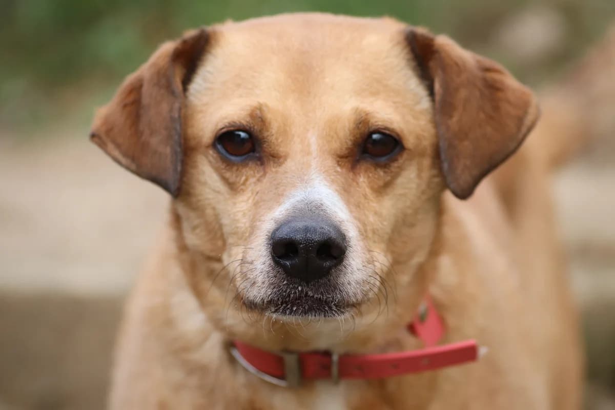 Tayo, male Mixed Breed for adoption at Tierheim Neuwied, Neuwied