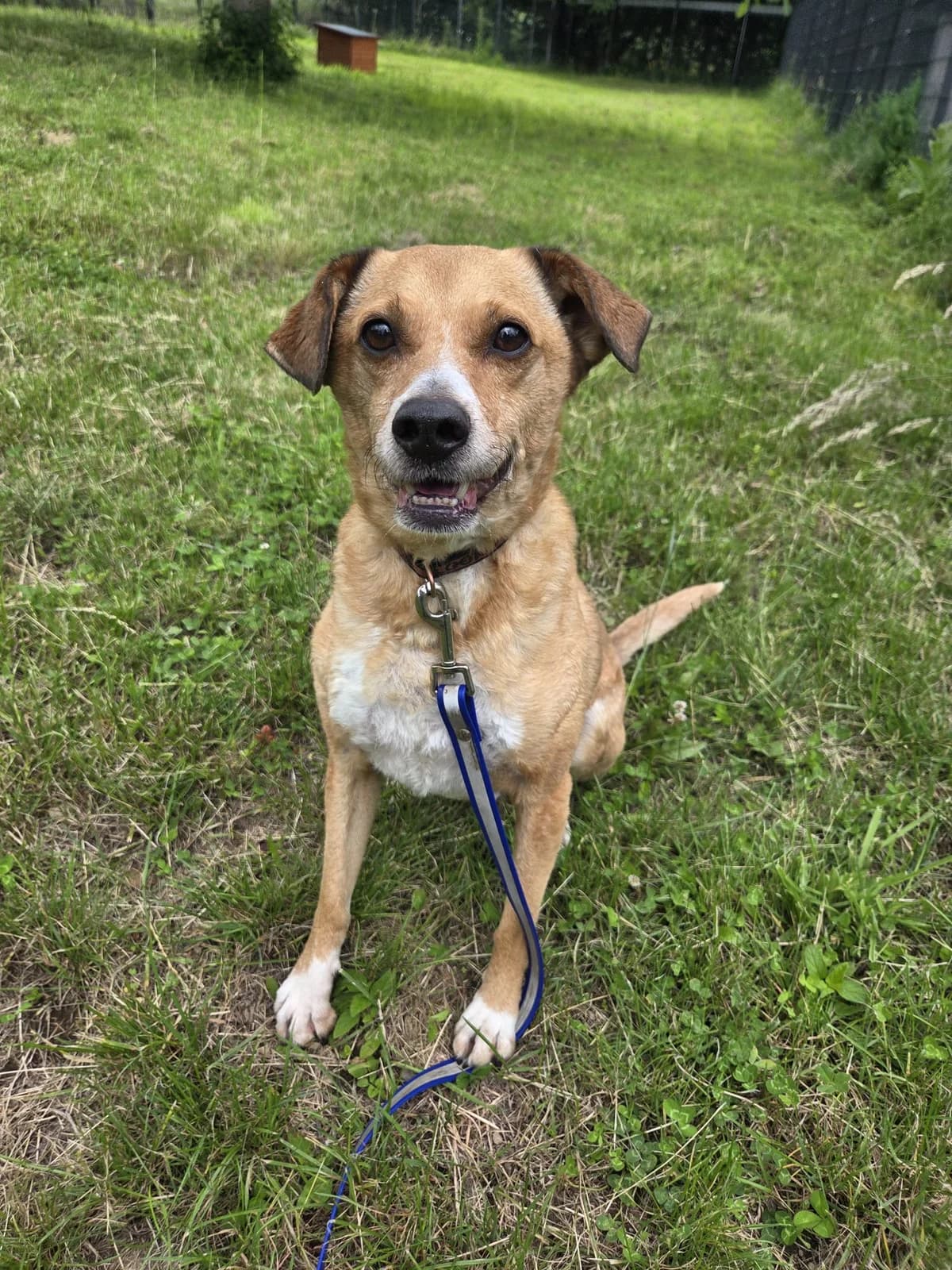 Tayo, male 7yo Mixed Breed for adoption at Tierheim Neuwied, Neuwied