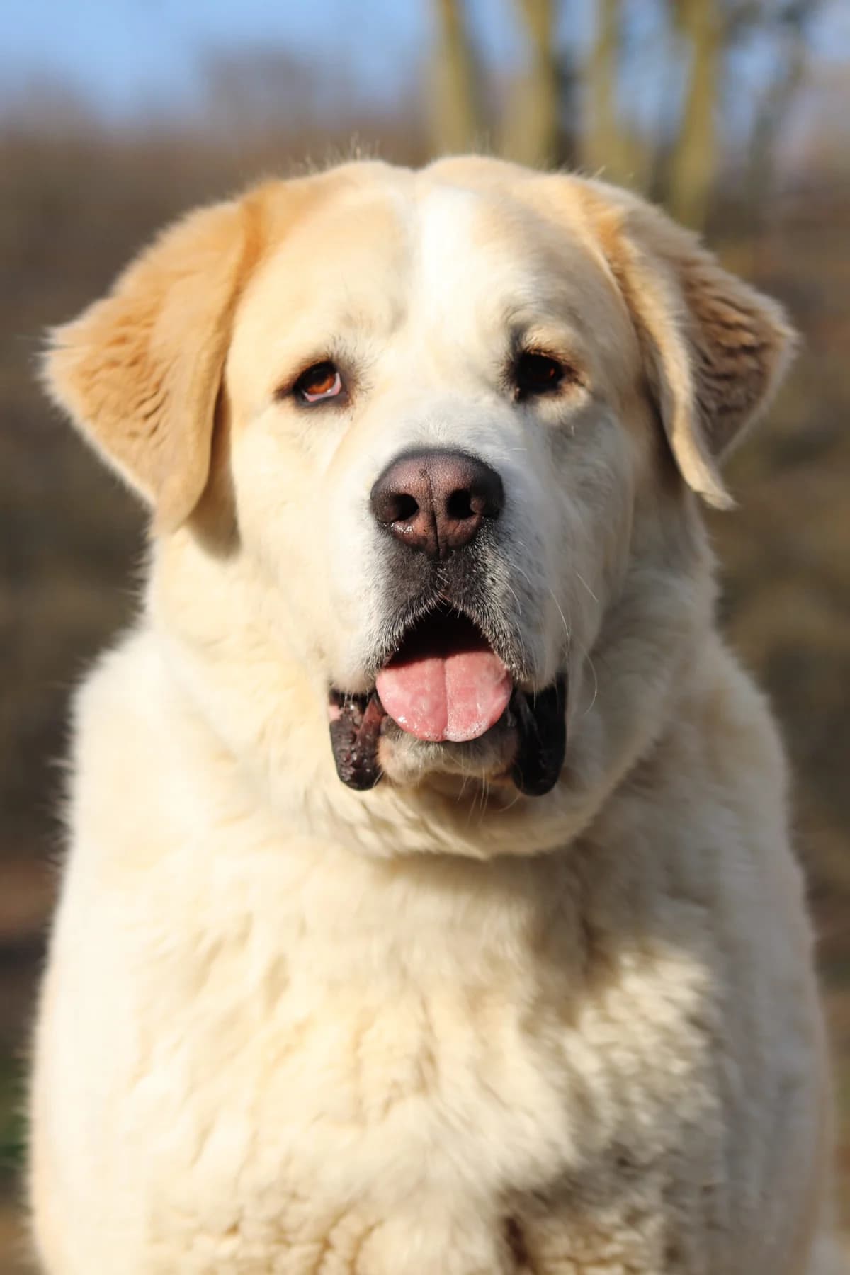 Poldi, male 4yo mixed breed for adoption at Tierheim Neuwied, Neuwied