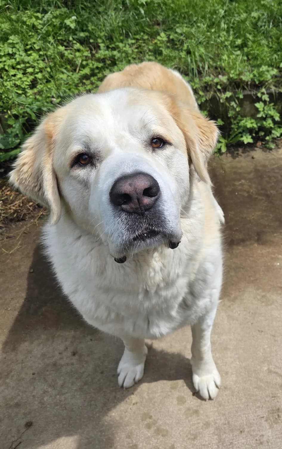 Poldi, male 4yo mixed breed for adoption at Tierheim Neuwied, Neuwied