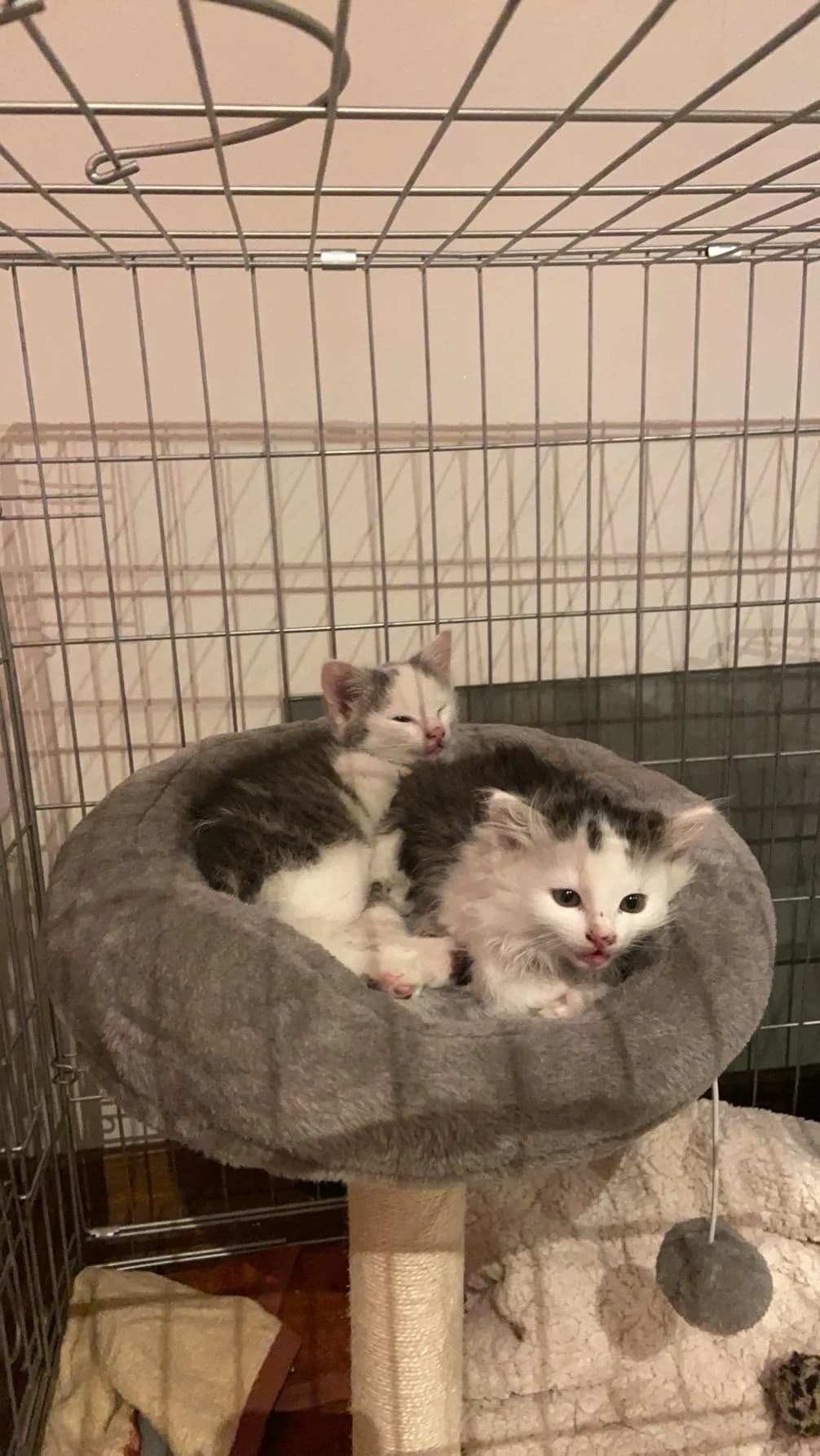 Fundkitten Dierdorf, female European Shorthair for adoption at Tierheim Neuwied, Neuwied