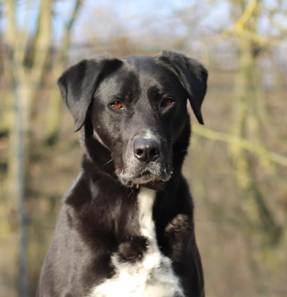 Flora, female 6yo Mixed Breed for adoption at Tierheim Neuwied, Neuwied