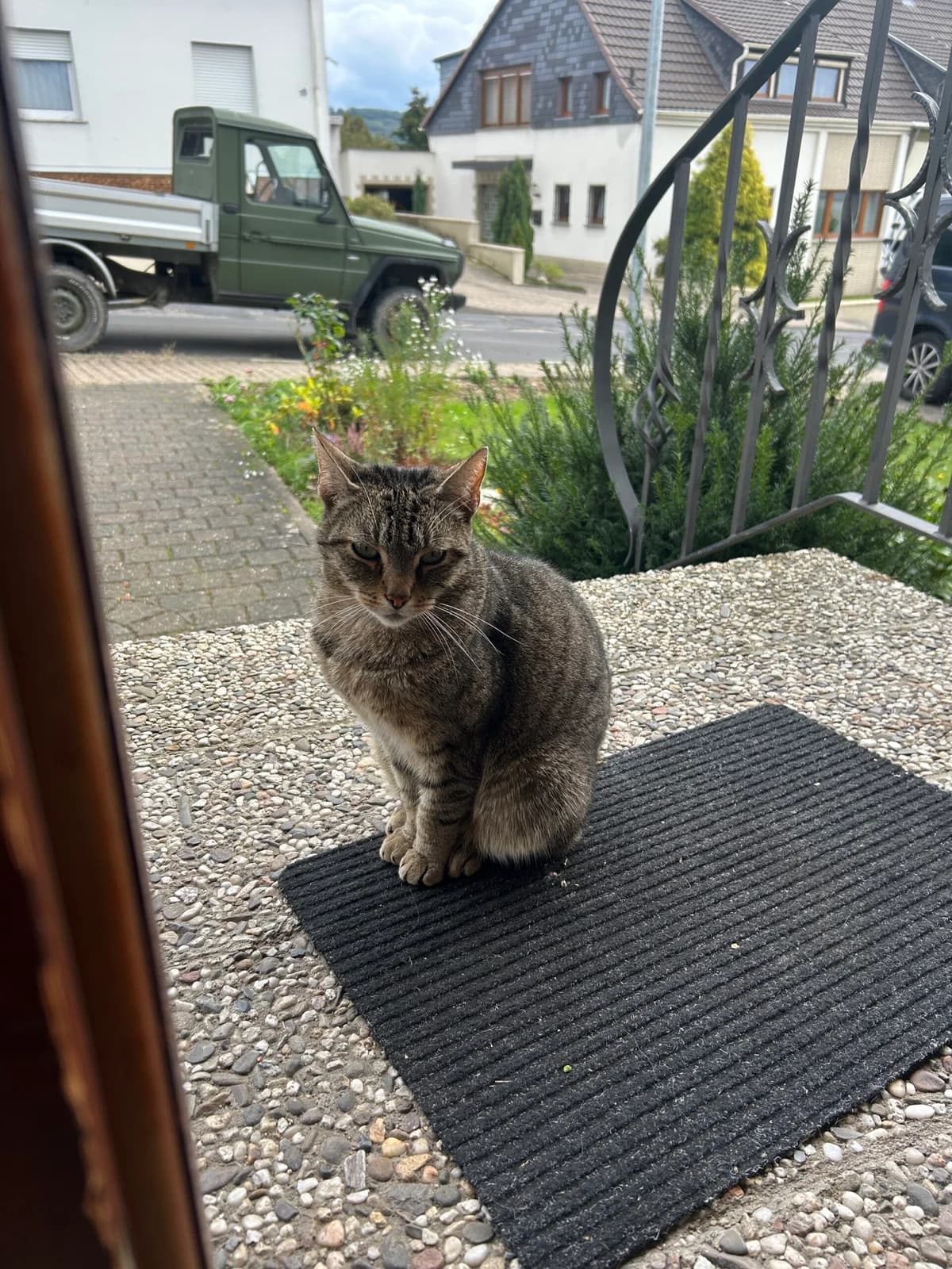 Fundkater vom 12.11.24 aus Neuwied (Weingartenstraße), male European Shorthair for adoption at Tierheim Neuwied, Neuwied